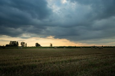 Kirli sakal tarlasında kara bulutlar, Nowiny, Lubelskie, Polonya