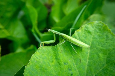 Büyük bir yaprağın üzerinde yeşil peygamber devesi, Okszow, Lubelskie, Polonya
