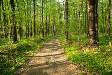 Güneşli bir bahar gününde yeşil bir ormanda yol, Nowiny, Lubelskie, Polonya