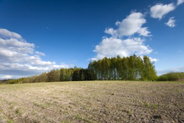 Kırsal bir arazinin arkasındaki ağaçlar, güneşli bir bahar günü, Zarzecze, Polonya