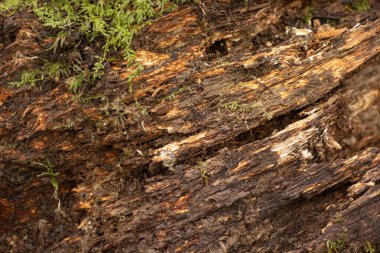 Yeşil yosunlu çürük bir ağaca yakın çekim