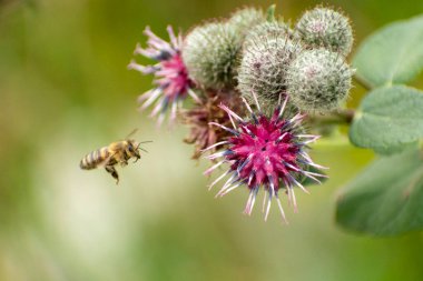 Yaz günü, dulavrat çiçeğine uçan bir arı.