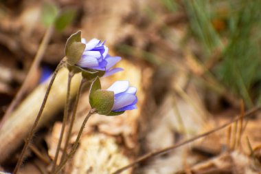 Close-up of spring blue hepatica flowers