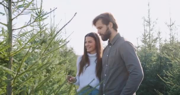 Encantadora alegre 30s enamorarse pareja elegir árbol tradicional cuando llegó en un lugar especial con árboles de Navidad plantaciones, preparación para el concepto de vacaciones — Vídeo de stock