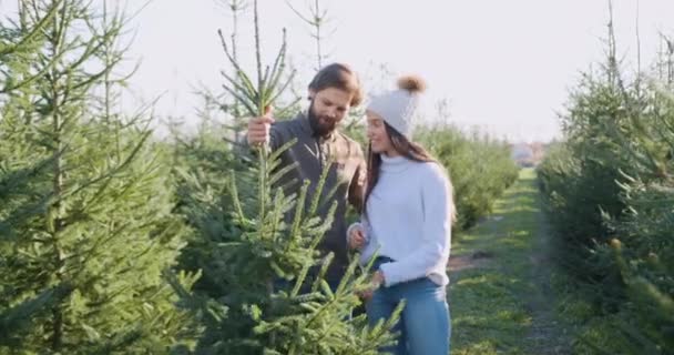 Aantrekkelijke glimlachende vrolijke amoureuze jonge paar op zoek naar mooie dennenboom die ze kiezen uit een andere bomen in de bosbouw voor vakantie, front view — Stockvideo