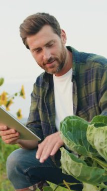 Büyük ölçekli sebze çiftliğinde dijital tablet kullanan çiftçi. Seçici olarak insan tarım uzmanına odaklan. Çay endüstrisindeki organik akıllı tarım ve dijital tarım. Yavaş çekim.
