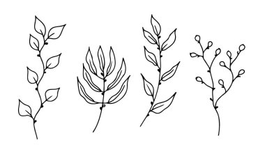 Okaliptüs karalama dalları. Yaprak ve böğürtlenli bitki ve ağaç dalları. El çizimi botanik çizimi. Siyah ve beyaz karalama vektör resmi.