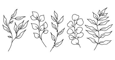 Okaliptüs karalama dalları. Yaprak ve böğürtlenli bitki ve ağaç dalları. El çizimi botanik çizimi. Siyah ve beyaz karalama vektör resmi.