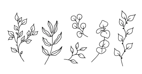 Eucalyptus doodle branch.Set de plantas e galhos de árvores com folhas e bagas. Ilustração botânica desenhada à mão. Imagem vetorial doodle preto e branco. — Vetor de Stock