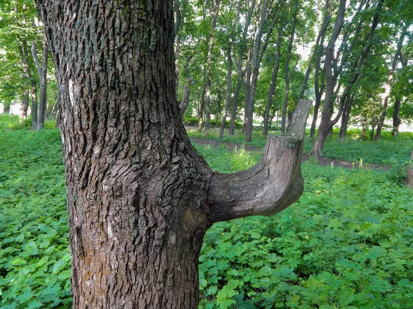 Corteccia di albero nella foresta foto orizzontale in natura — Foto Stock