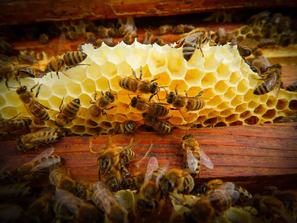 Abejas trabajando en un marco con miel, drenando miel —  Fotos de Stock