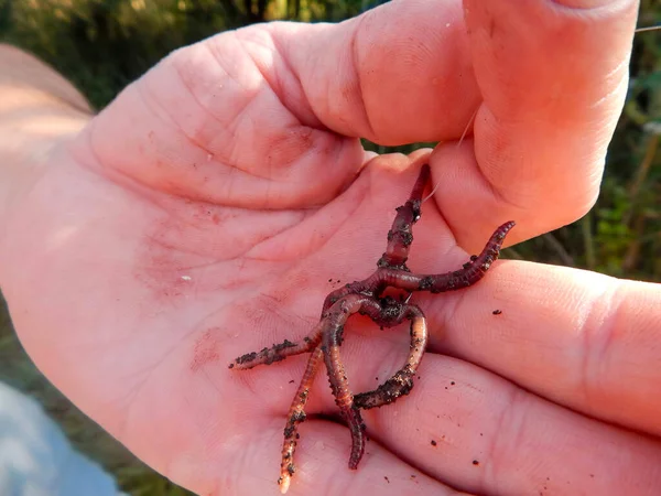 worm on a hook planted on a fishing trip