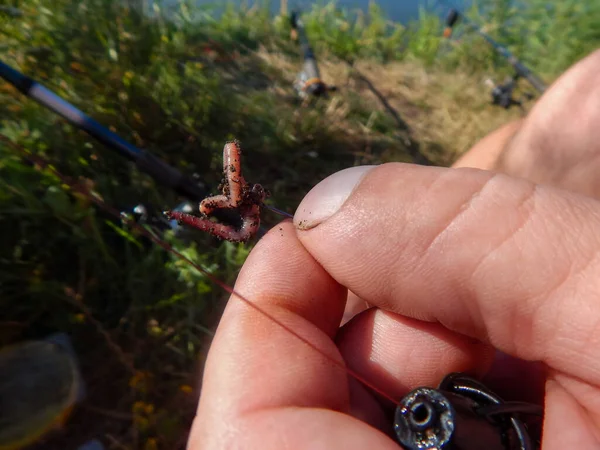 worm on a hook planted on a fishing trip