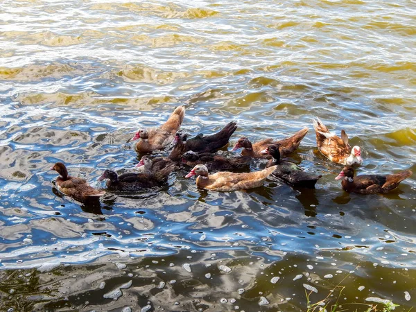 야생 오리는 여름에 강에서 수영을 한다. — 스톡 사진