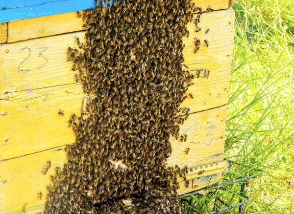 蜜蜂成群结队地走出蜂窝 蜜蜂在夏天成群结队地蜂拥而至 — 图库照片