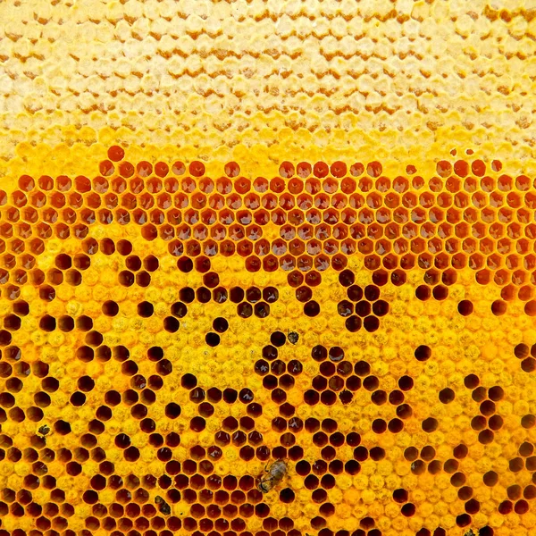 Bee frame with honey, sealed bees, sealed honey — Stock Photo, Image