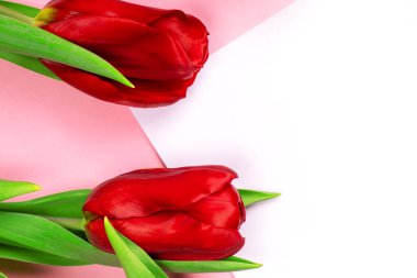 Tebrik kartı güzel laleler ve mesaj için yer. Kopyalama alanı olan düz bir şablon. Tasarım fotoğrafçılığı