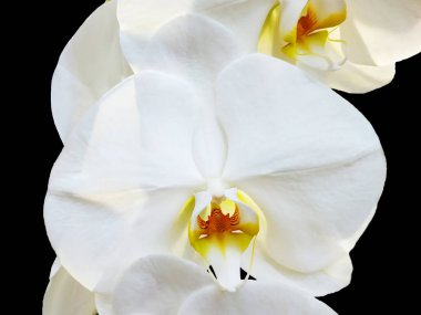 Siyah arka planda izole edilmiş güzel büyük beyaz orkide. Sarı bir falaenopsis 'in zarif çiçeği. makro fotoğraf