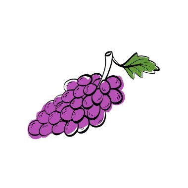 Temiz doğrusal şekilleri ve taze mor aksanı olan asgari üzüm demeti çizimi. Şarap etiketlerinde, üzüm bağlarında, menülerde, ambalajlarda işe yarıyor..