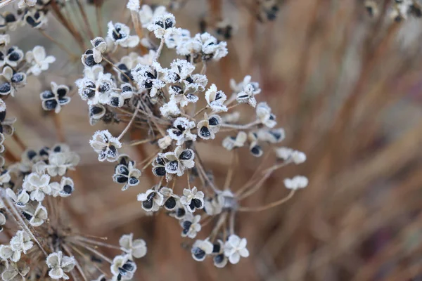 Vinter Hagen Frø Hvitløk Allium Tuberosum Medisinske Planter Urter Den – stockfoto