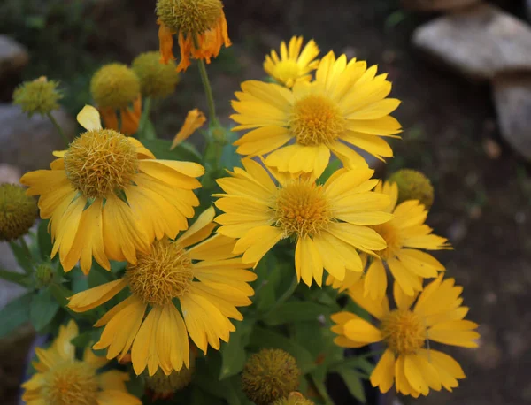 Bahçede Gaillardia Aristata Çiçekleri Kapanıyor Yaz Güneşli Bir Gün Yeşil — Stok fotoğraf