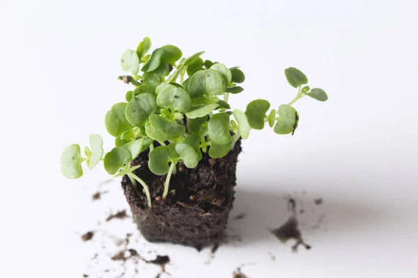 Plántulas Verdes Hierba Asiática Salvaje Llamada Perilla Frutescens Sobre Fondo — Foto de Stock