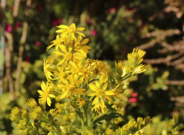 Organik bir bahçede Goldengende veya Solidago virgaurea. Altın çubuk, idrar akışını arttırmak ve kas spazmlarını durdurmak için idrar söktürücü olarak ağrıyı ve şişliği azaltmak için kullanılır..