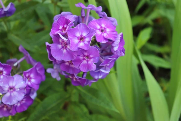 紫花花盛开近处。照片在绿色花园的背景上，在花园里。在花盛开时被射中的是与绿色背景完美配合的。春季背景. — 图库照片