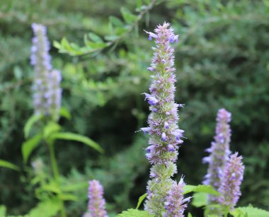 Agastache rugosa tıbbi ve süs amaçlı bir bitkidir. Genelde Kore Darphanesi olarak bilinirler. Bahçedeki bitkiler.