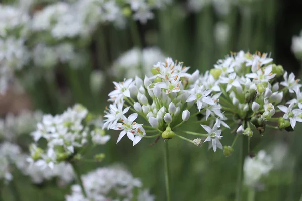 Крупный план белых цветов чесночного лука, Allium tuberosum. Лекарственные растения, травы в органическом саду. Размытый фон. — стоковое фото