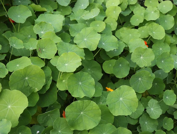 Tropaeolum majus в органическом саду. Молодые листья и побеги используются в качестве салатных овощей. Естественная медицина. — стоковое фото