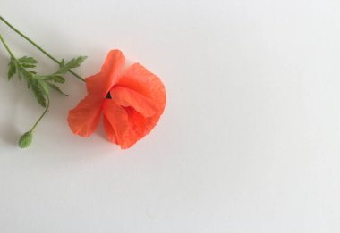 Çiçek kırmızısı gelincik ve tomurcuklar Papaver rhoeas, yaygın isimler: mısır haşhaşı, mısır gülü, tarla gelinciği, kırmızı ot beyaz arka planda mesaj için boşluk.