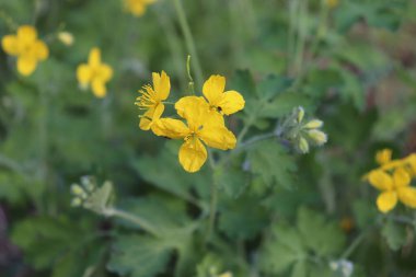 Sarı çiçekli ve yeşil yapraklı Celandine bitkisi. Chelidonium majus veya daha büyük celandine veya tetterwort veya kırlangıç otu veya meme ucu sarı yabani ot. İlaç fabrikası..