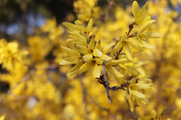 Sárga virágzó Forsythia virágok tavasszal közelről. Ez egy díszítő lombhullató cserje kerti eredetű. A határ forsythia egy díszítő lombhullató cserje kerti eredetű. — Stock Fotó