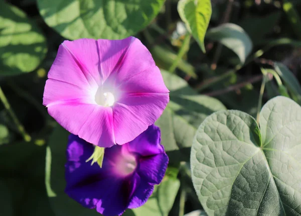 Closeup morning glory flower in a garden. Ipomoea purpurea, the common morning-glory, tall morning-glory, or purple morning glory. The flowers predominantly blue to purple or white. Nature concept.