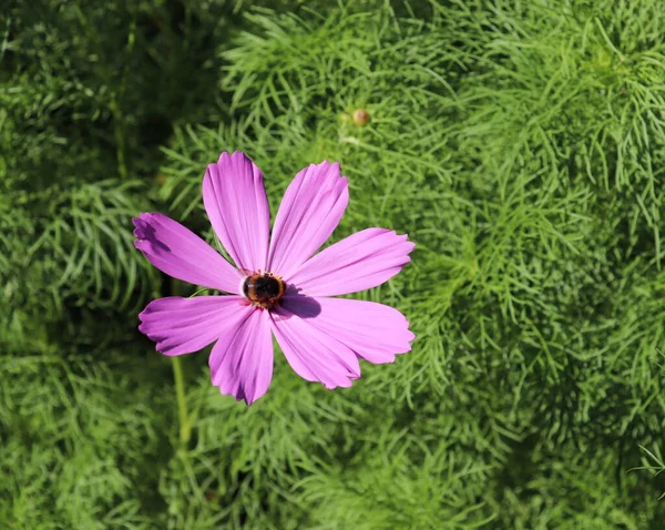 Summer pink cosmos flowers in Latin Cosmos Bipinnatus commonly called the garden cosmos or Mexican aster growing in a garden close up. Ornamental plant in temperate climate gardens. Nature concept.