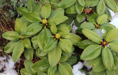 Donmuş Rhododendron ve karda yeşil yapraklar. İlk buzlar, soğuk hava, buzlu su, buz ve buz. Makro atış. Kış başlangıcı. Arka plan bulanık. Doğa konsepti.