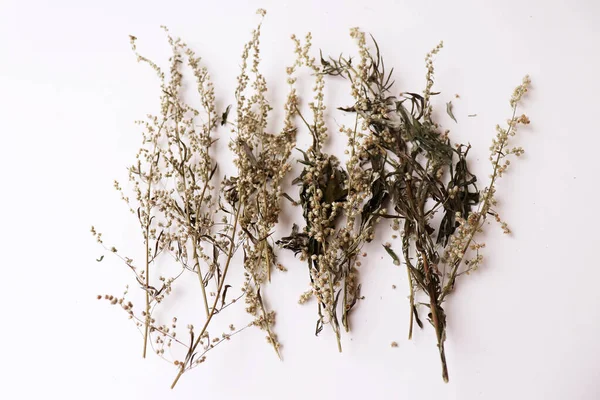 Dried Artemisia Vulgaris Common Mugwort Mugwort Has Been Used Medicinally — Stock Photo, Image