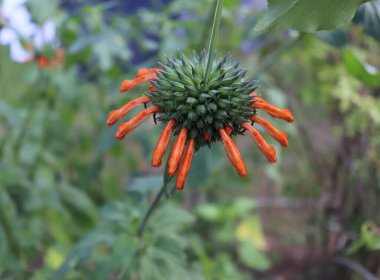 Leonotis leonurus. Aslan kuyruğu olarak da bilinir. Bahçedeki vahşi dagga. Tıbbi özellikleriyle bilinir. Botanik, doğal, bitki ve çiçek konsepti.