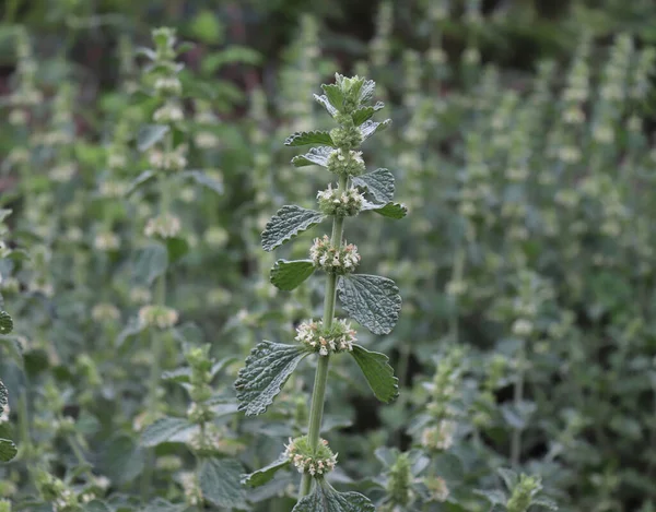 The horehound, Marrubium vulgare, medicinal plant in the garden. Leaves smell of apples, but they taste bitter. This herb has universal effects and supports the work of our hearts. — Stock Photo, Image