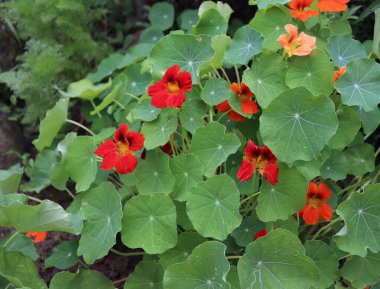 Organik bir bahçede tropeolum majus. Genç yapraklar ve filizler salata sebzesi olarak kullanılır. Doğal tıp. Doğa konsepti.