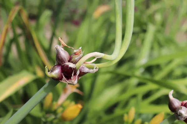 Dans Jardin Pousse Oignon Arboricole Les Oignons Renversement Les Oignons — Photo