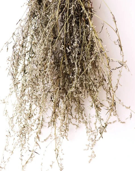 Dried artemisia vulgaris, the common mugwort. Mugwort has been used medicinally and as culinary herbs. It is suitable as an ingredient in salads. Medicinal plant. — Stock Photo, Image