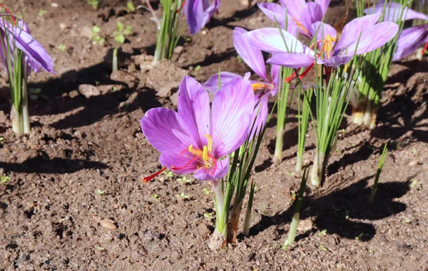 Crocus sativus, vulgarmente conhecido como crocus de açafrão, ou crocus de outono. Os estigmas carmesim chamados fios, são coletados para ser como um tempero. Está entre os mundos especiarias mais caras em peso. — Fotografia de Stock