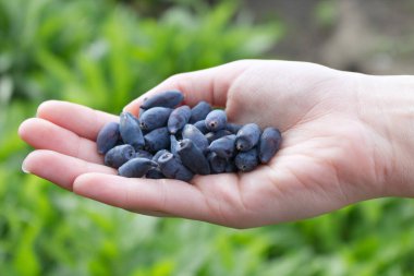 Lonicera Kamtschatica meyvelerini tutarken yakın plan. İlkbaharın başında bir meyve bahçesinde Lonicera Kamtschatica. Doğa konsepti.