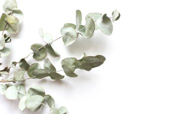 Çerçeve, yeşil okaliptüs yapraklarından yapılmış köşe ve beyaz arka planda dallar. Çiçek kompozisyonu. Dişi stili stok düz görünüm, üst görünüm. Boşluğu kopyala.