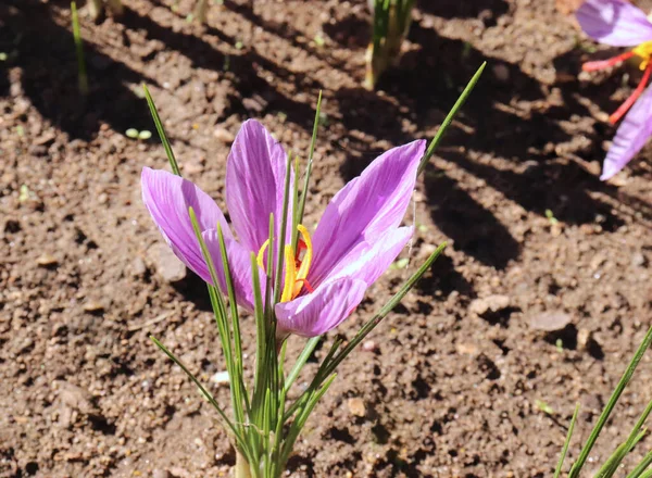 Crocus sativus, commonly known as saffron crocus, or autumn crocus. The crimson stigmas called threads, are collected to be as a spice. It is among the world\'s most costly spices by weight. Nature concept.