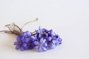 Liverwort, Hepatica Nobilis flowers blossoms on a white background, top view, creative flat layout. The concept of summer, spring, holiday on March 8, mothers day. Frame with copy space.