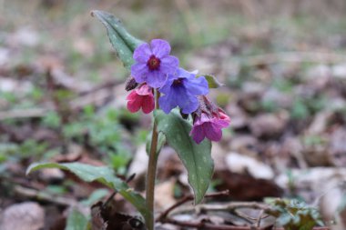 Pulmonaria Officinalis flowers, common names lungwort, common lungwort, Marys tears or Our Ladys milk drops on a forest floor on a sunny afternoon. Edible,healthy . Beautiful spring wildflowers.