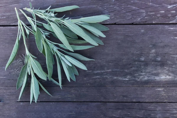 Medicinal herb Salvia officinalis isolated on wooden table. The plant is used not only as a medicinal herb but also as a spice in the concept of healthy nutrition. — Stock Photo, Image